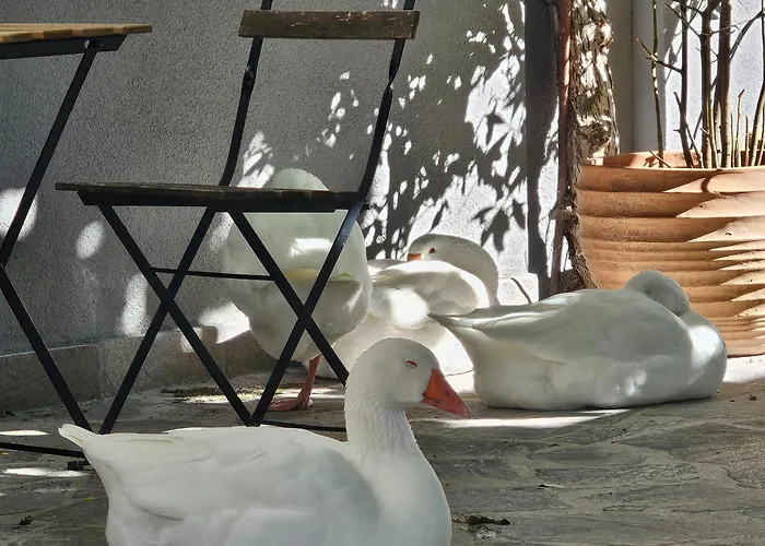 Gasthuis Essential & Parking In Centro Citta Con Parcheggio Privato E Wifi